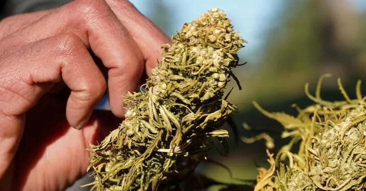 Morocco Issues First 10 Cannabis Production Permits